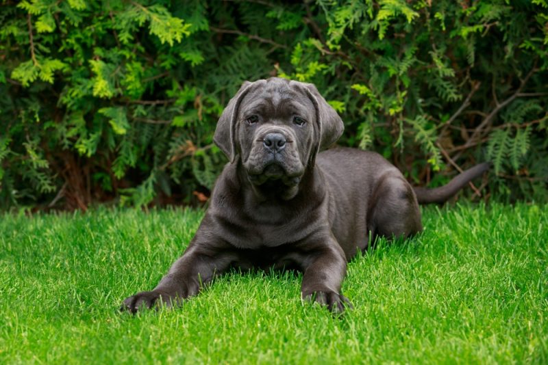 cane corso puppy lying in the yard
