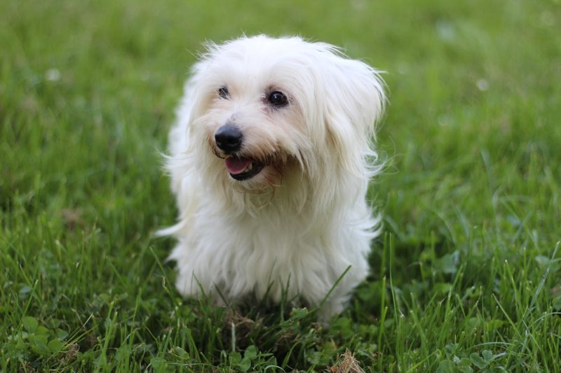coton-de-tulear-standing-on-the-grass