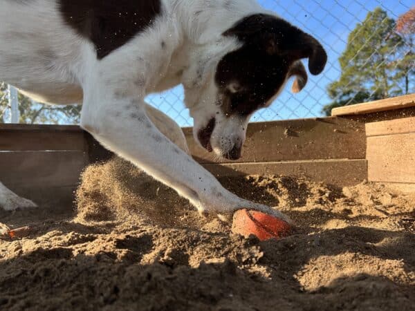 dog digging