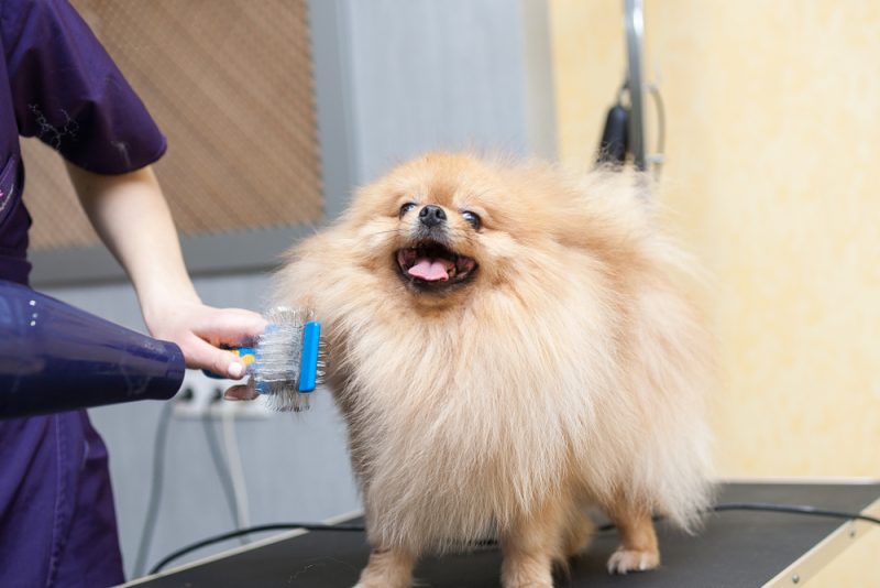 grooming a pomeranian
