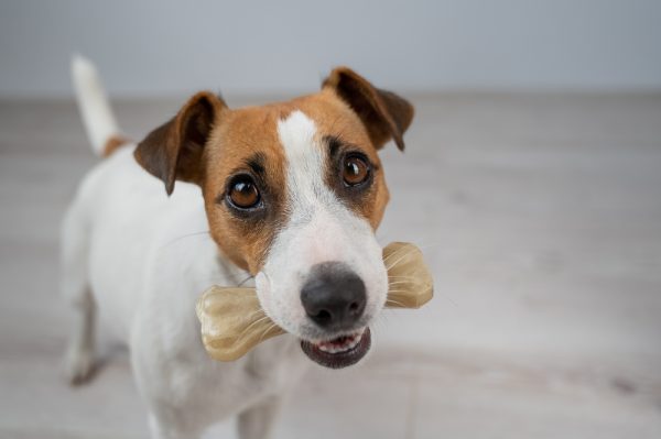 jack russell terrier eating rawhide treat