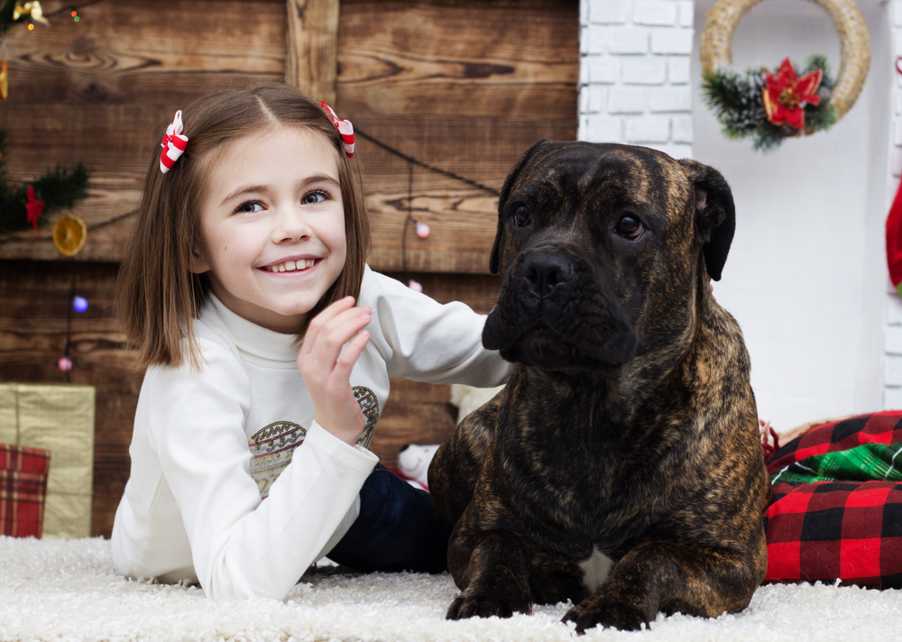 little girl and dog breeds cane corso in the new year