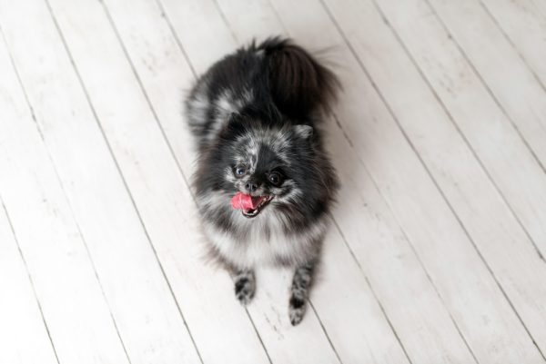 merle-pomeranian
