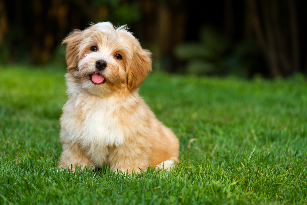 orange havanese puppy dog