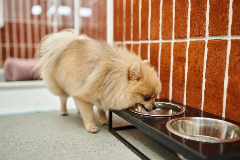 pomeranian spitz drinking water