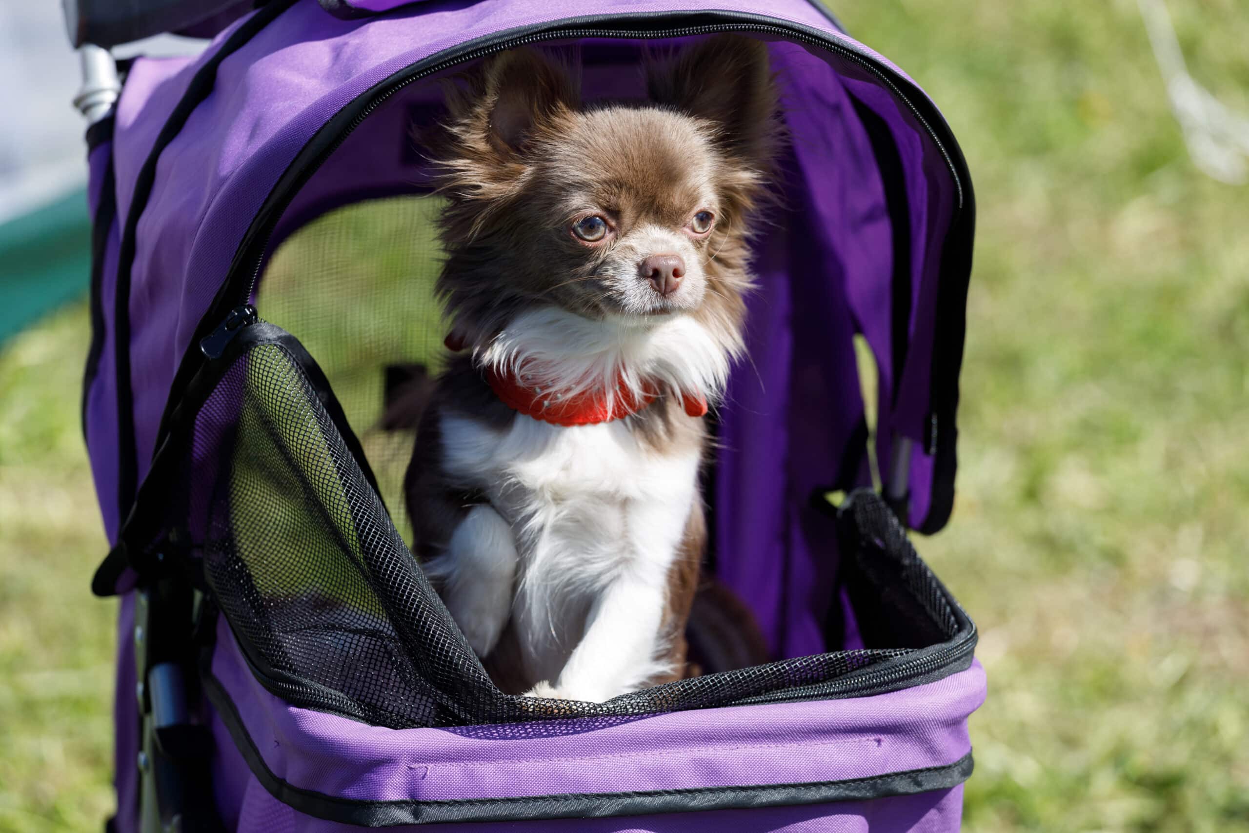 A Chihuahua dog sits in a stroller.