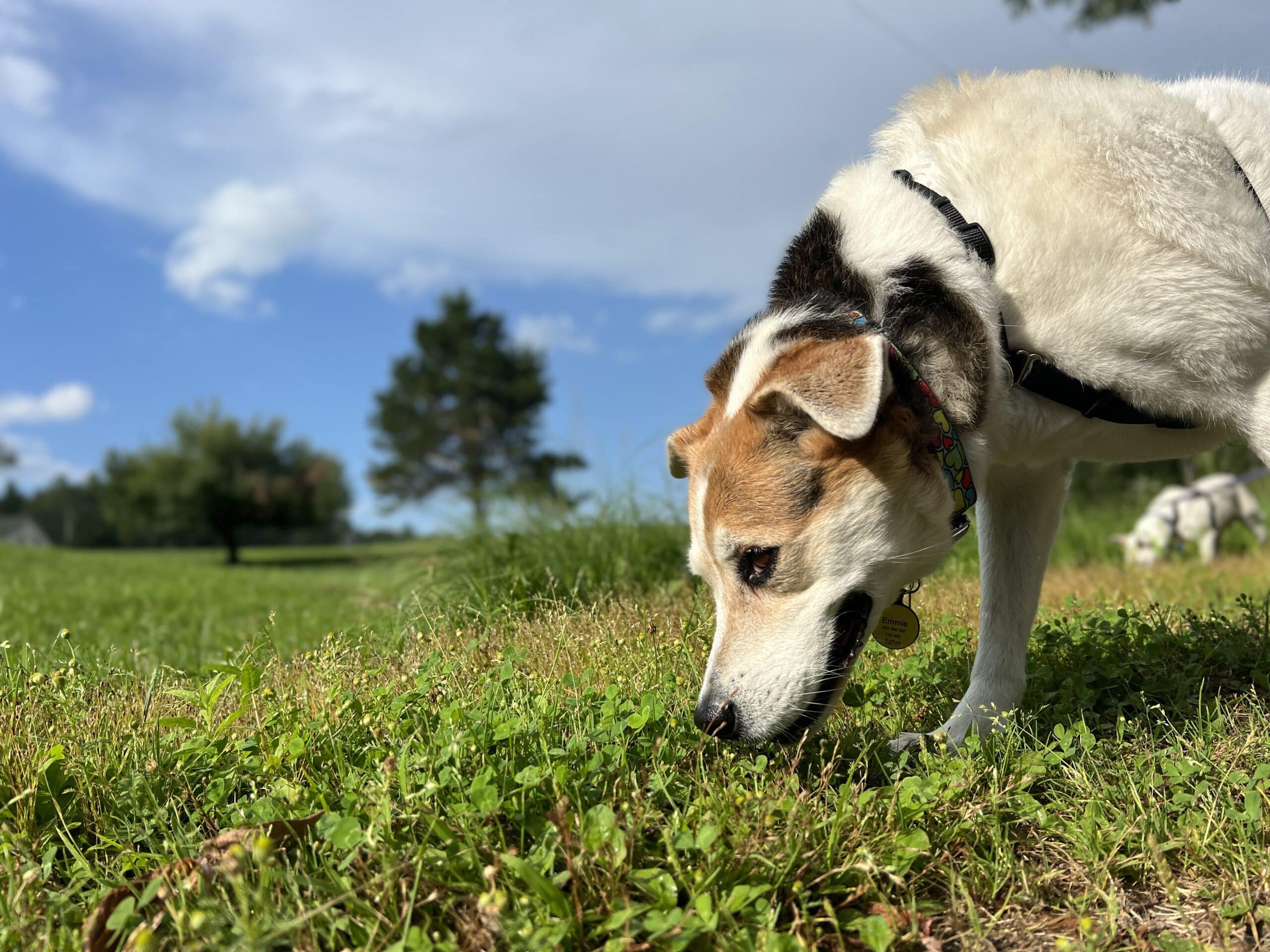 dog sniffing