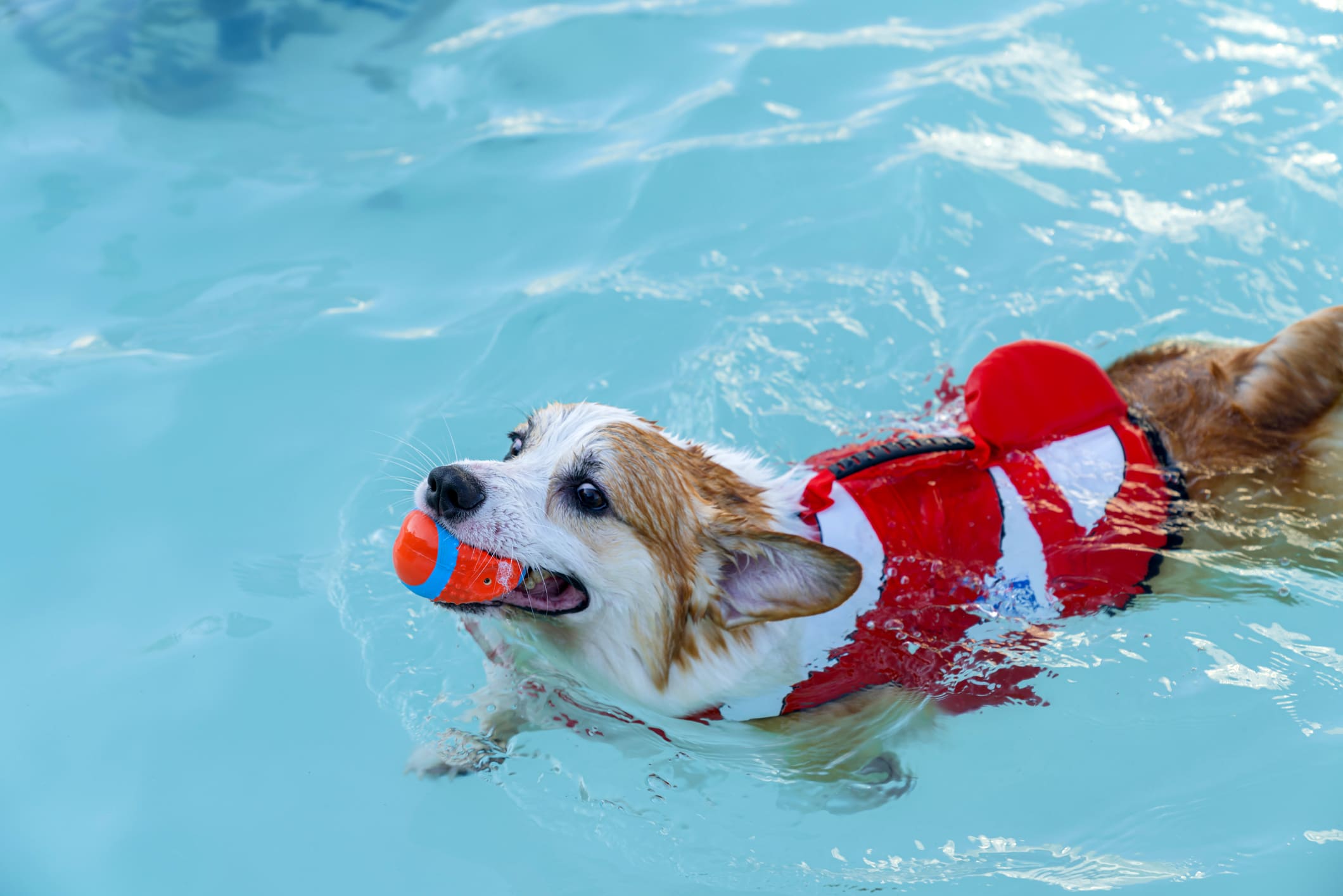 Welsh corgi swimming in the swimming pool,High Angle View Of Dog Swimming In Pool