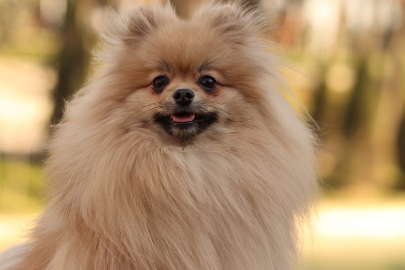 teddy-bear-pomeranian-close-up