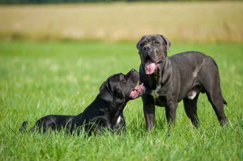 two-cane-corso-in-the-meadow