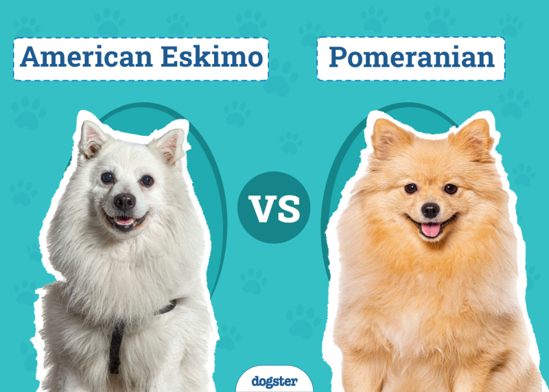 American Eskimo vs Pomeranian