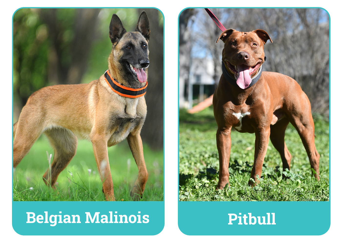 Belgian Malinois vs. Pitbull