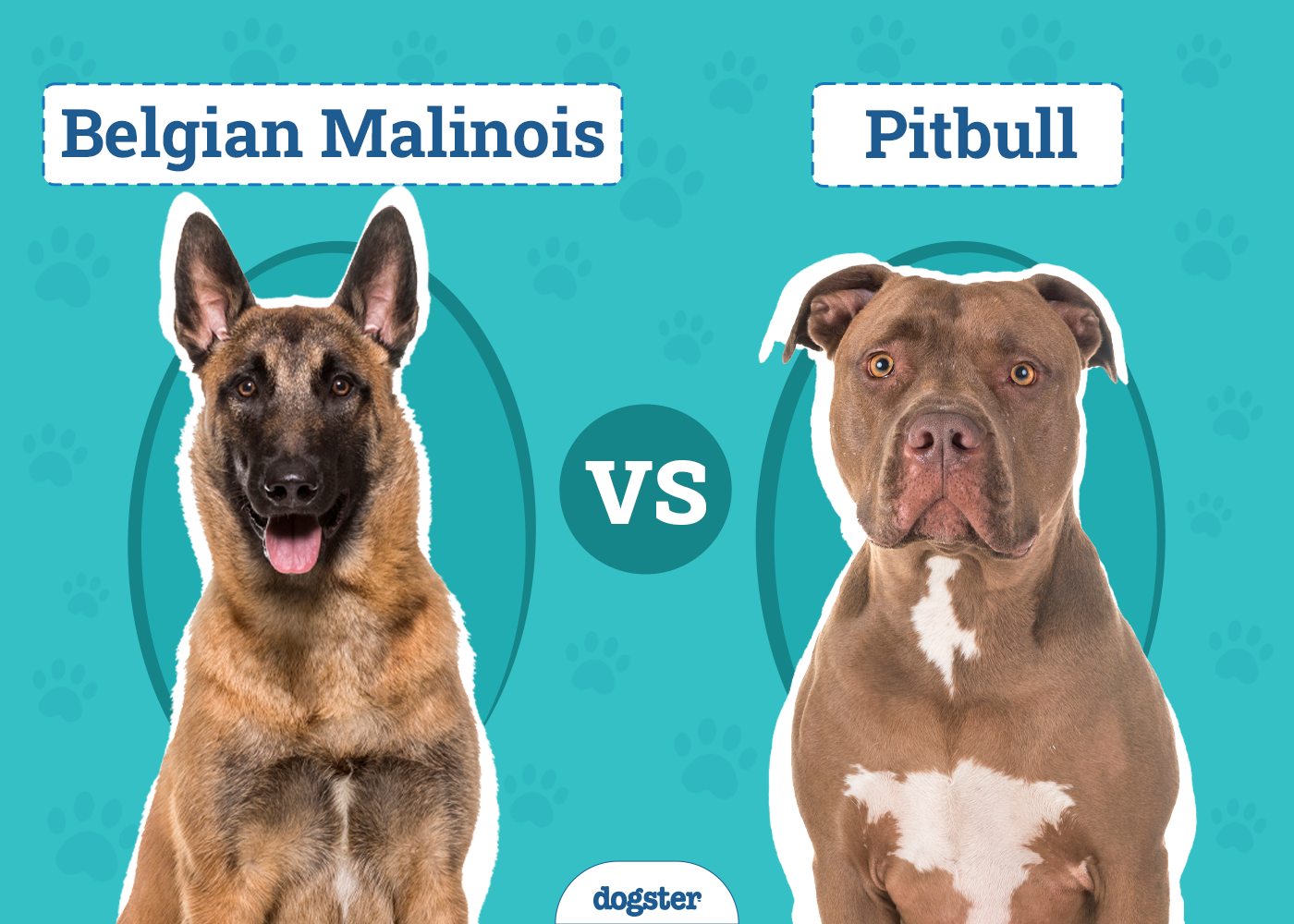 Belgian Malinois vs. Pitbull