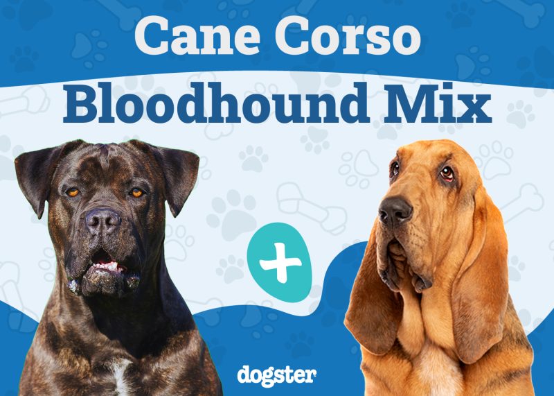Cane Corso Bloodhound Mix