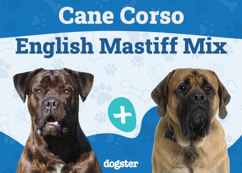 Cane Corso English Mastiff Mix