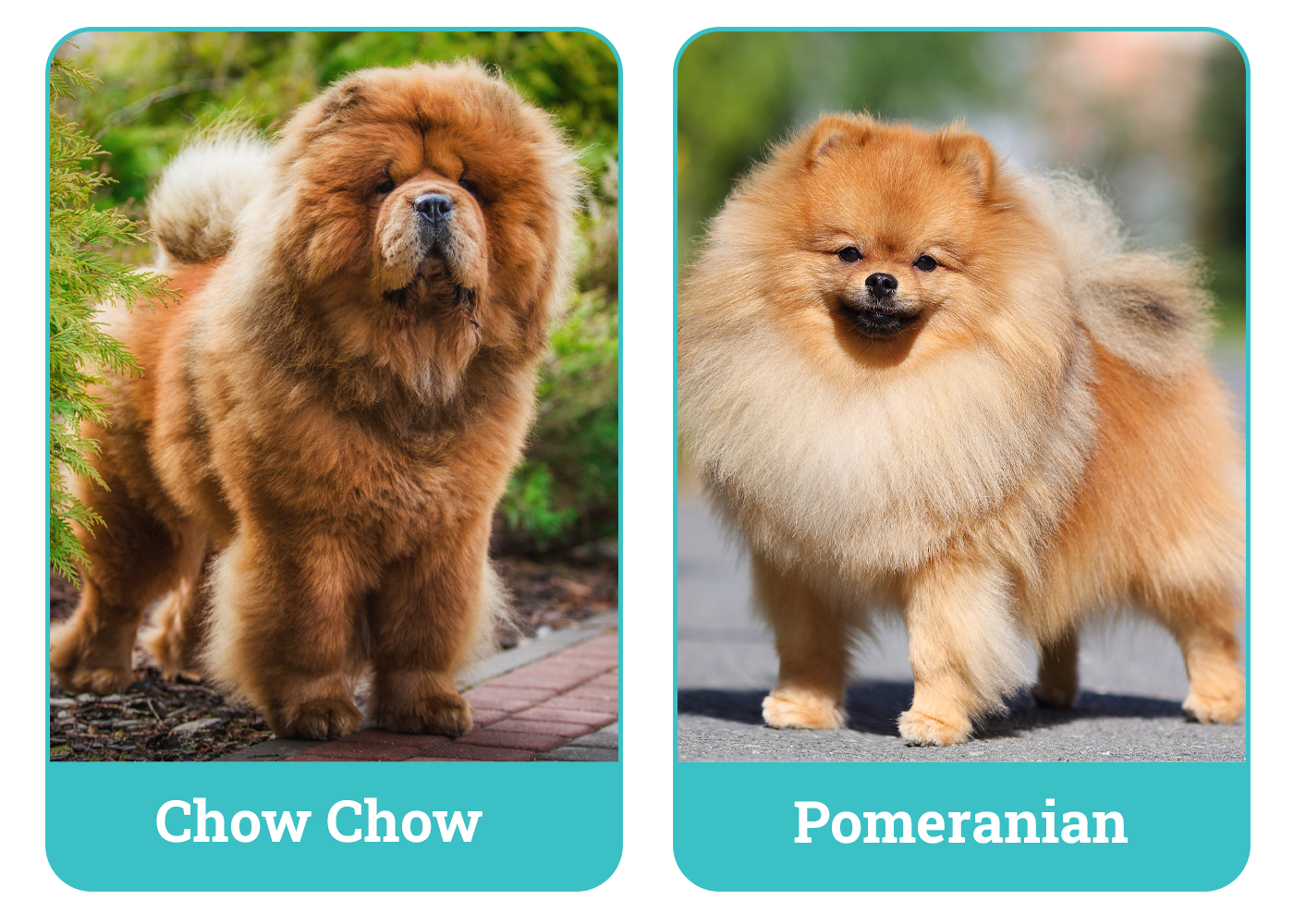 Chow Chow vs. Pomeranian