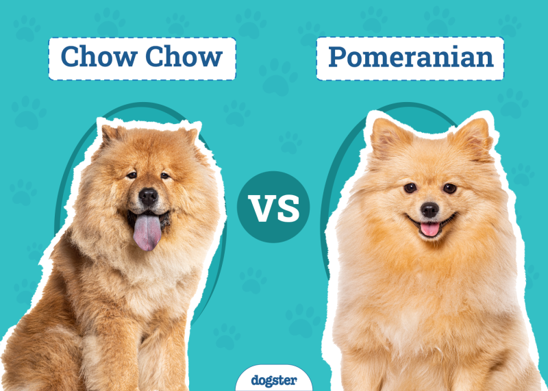 Chow Chow vs. Pomeranian