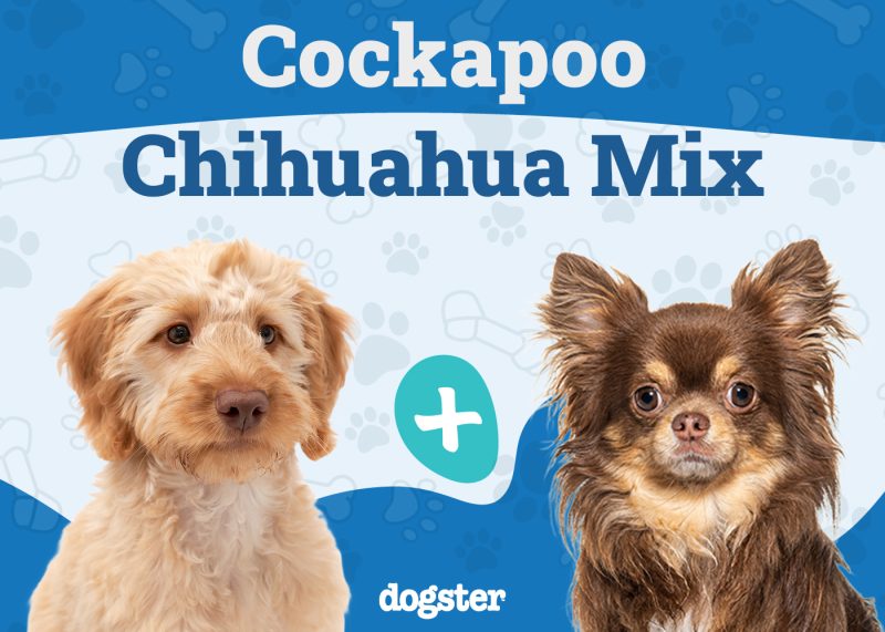 Cockapoochi - cockapoo chihuahua mix