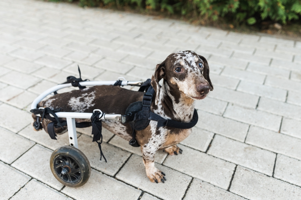 Dachshund in a wheelchair on walkway