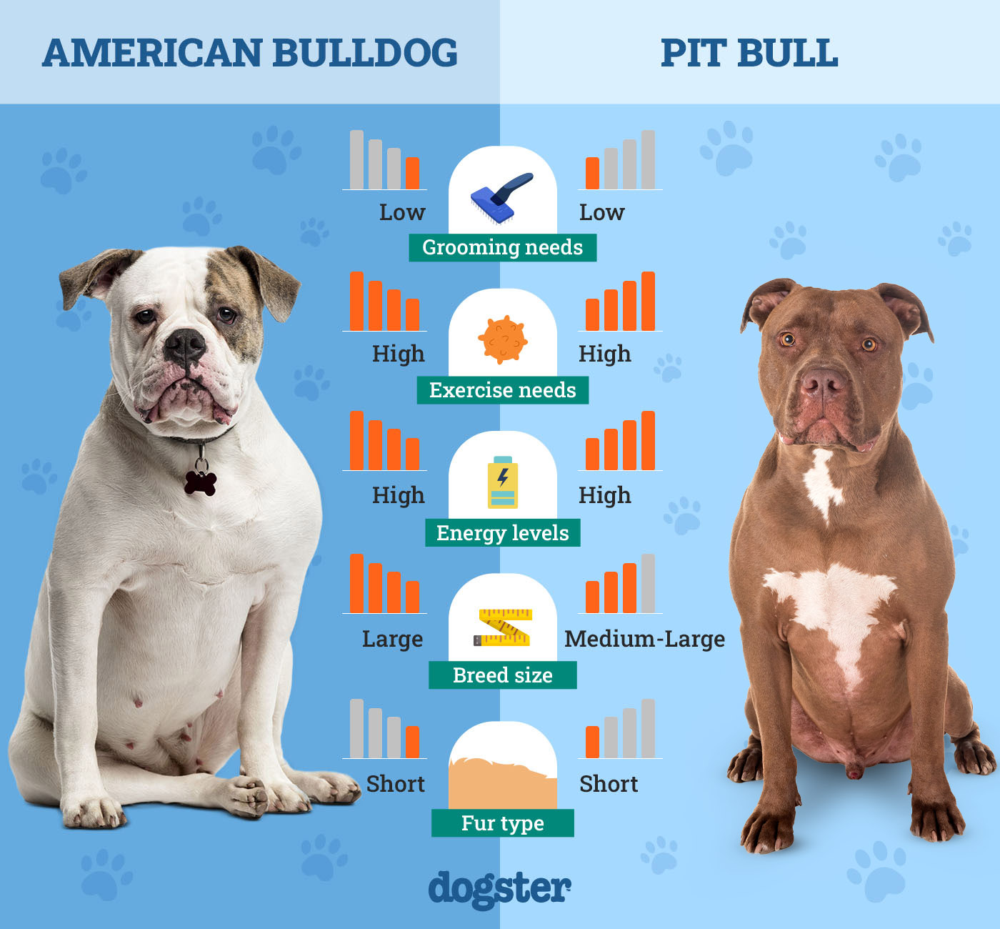 Dogster_Side by Side Comparison_ American Bulldog vs Pit Bull