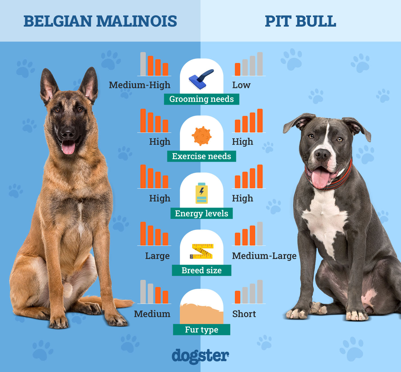 Dogster_Side by Side Comparison_ Belgian Malinois vs Pit Bull