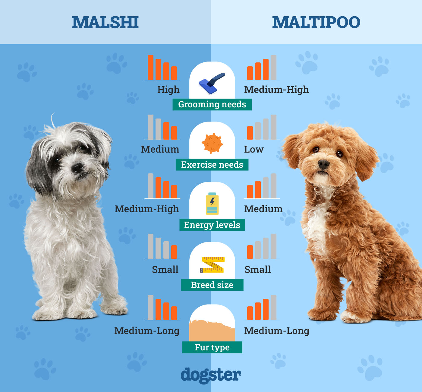 Dogster_Side by Side Comparison_Malshi vs Maltipoo