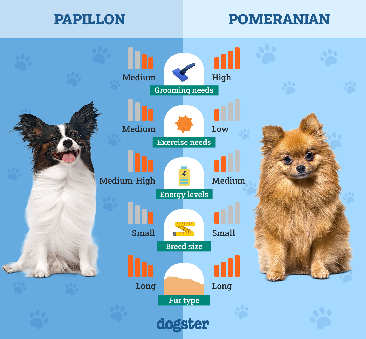 Dogster_Side by Side Comparison_Papillon vs Pomeranian