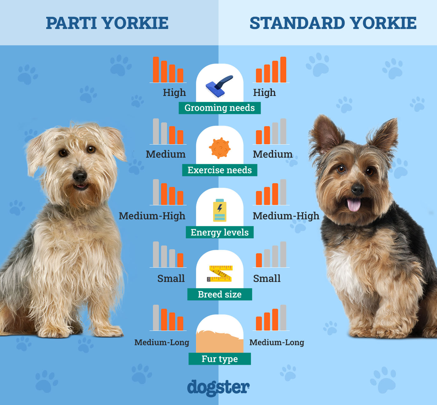 Dogster_Side by Side Comparison_Parti Yorkie vs Standard Yorkie