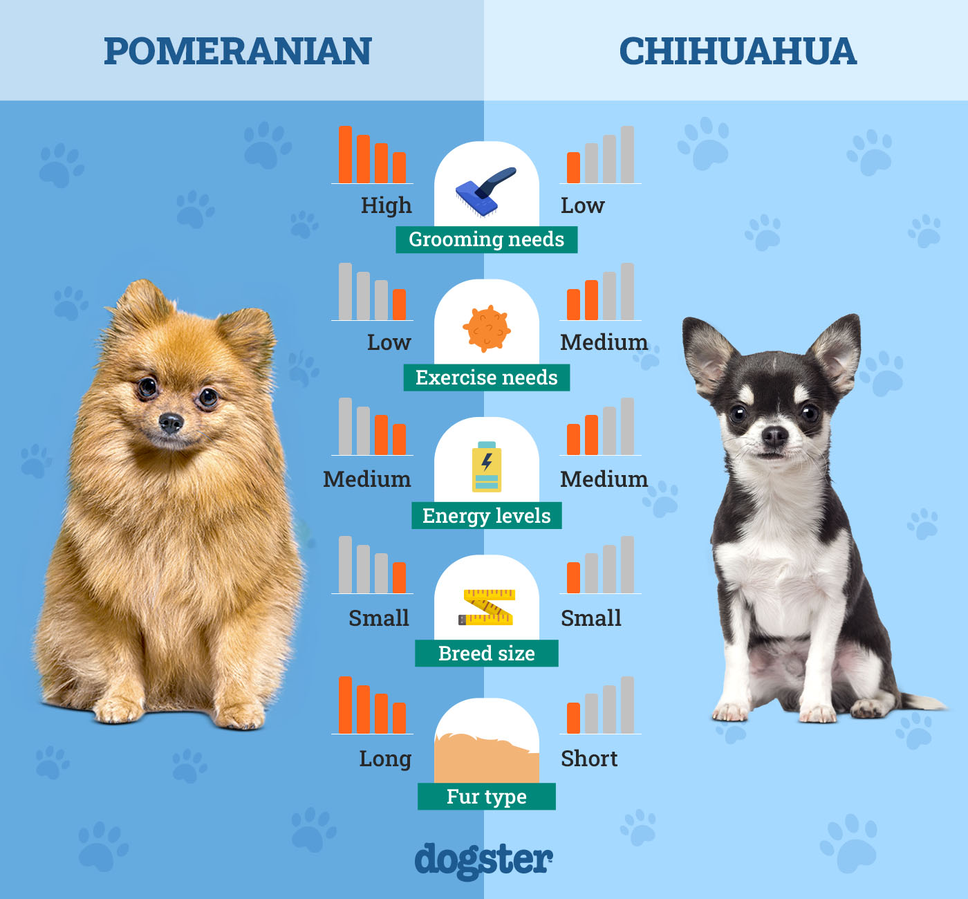 Dogster_Side by Side Comparison_Pomeranian vs Chihuahua