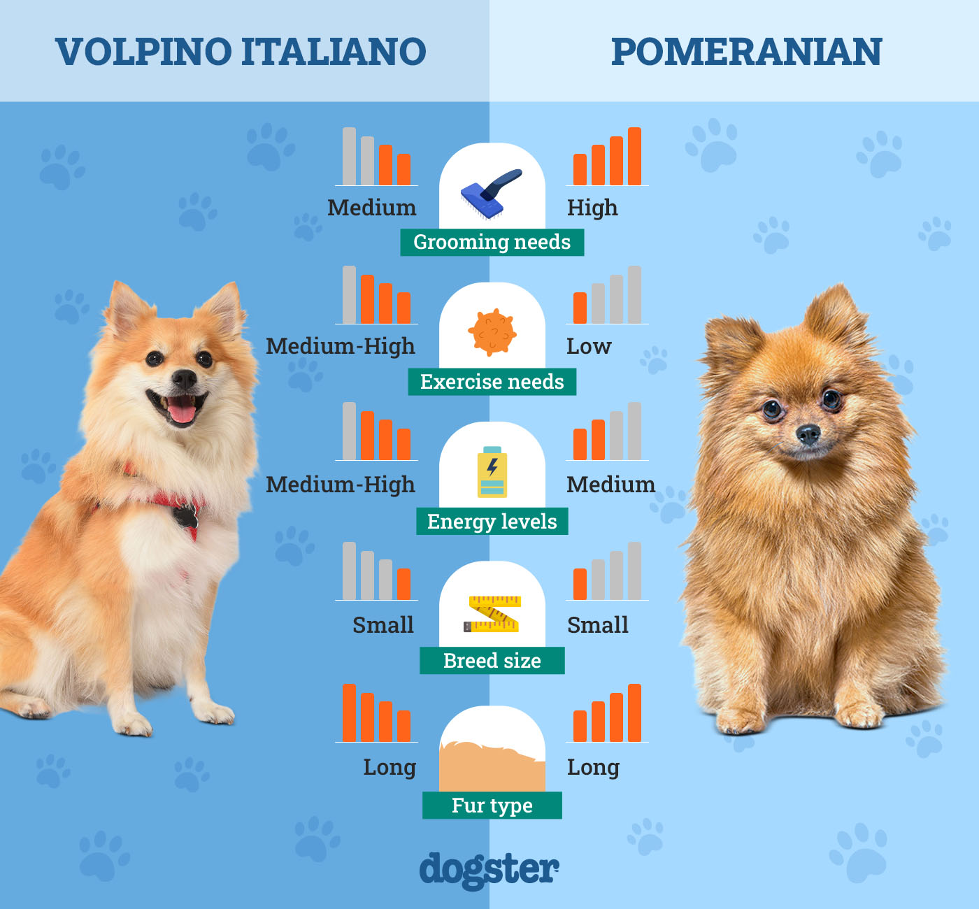 Dogster_Side by Side Comparison_Volpino Italiano vs Pomeranian