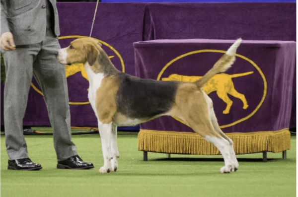 English foxhound