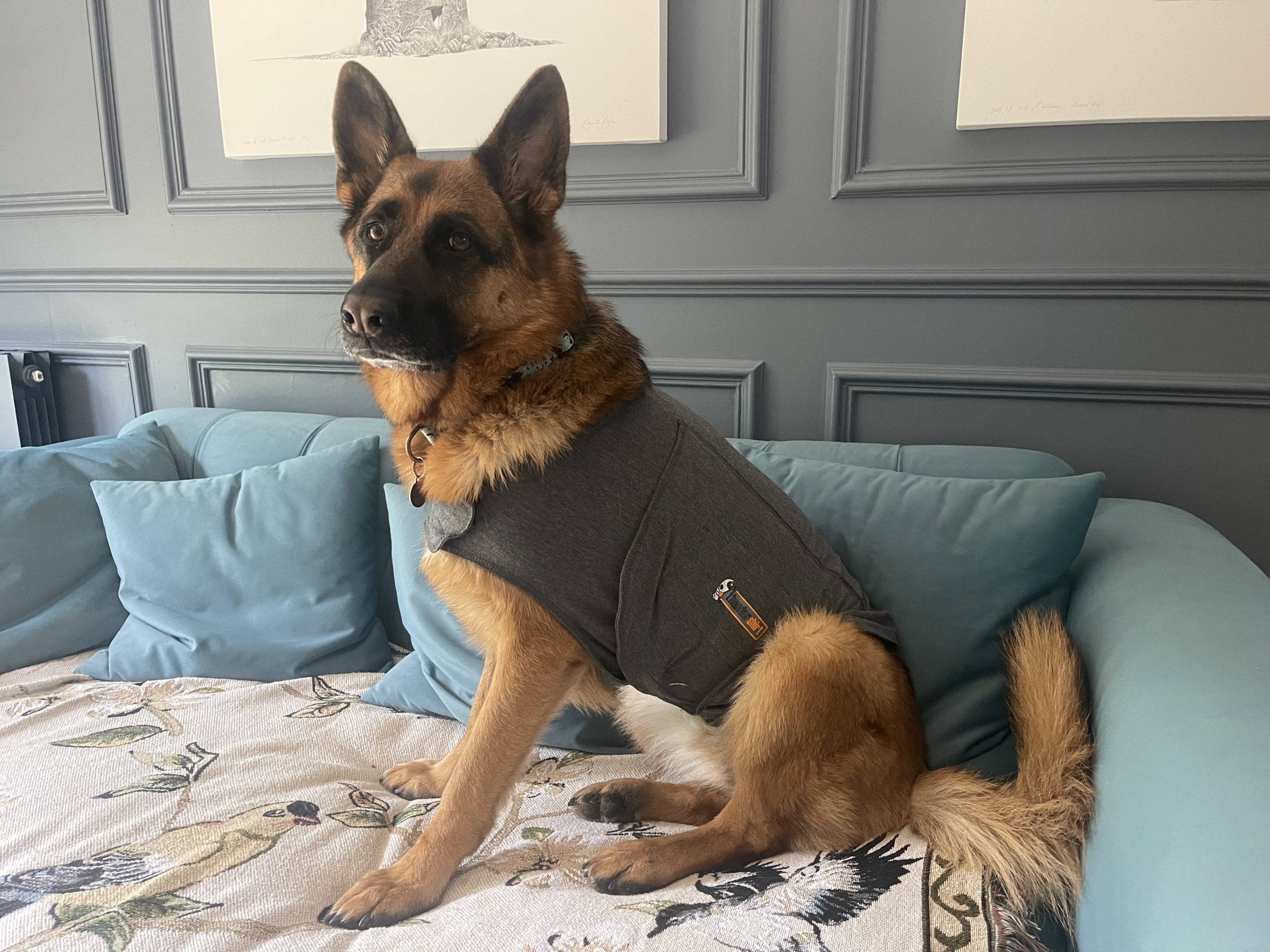 German Shepherd Wearing Anxiety Shirt
