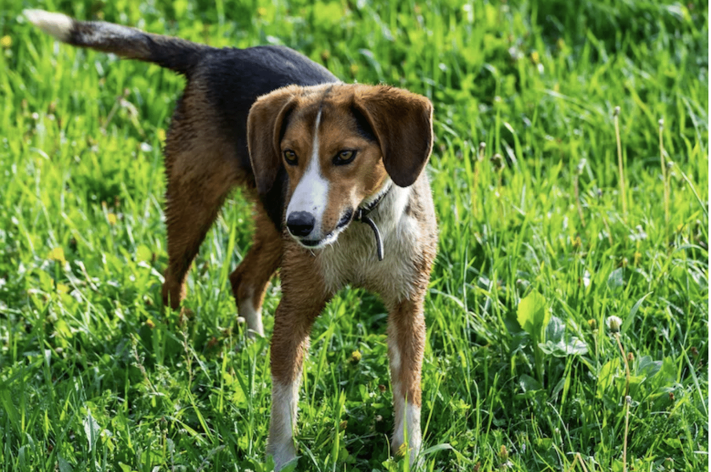 Why Is My Dog's Tail Down? Behavior Explained Dogster