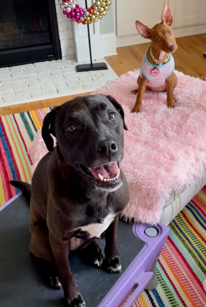 How To Introduce a New Puppy to Your Dog Dogster