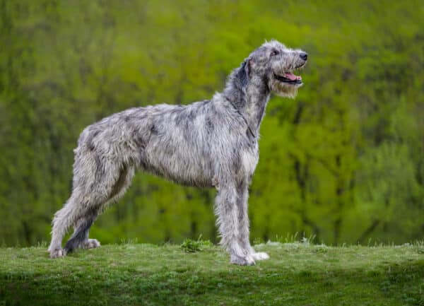 Irish Wolfhound sit on a green grass