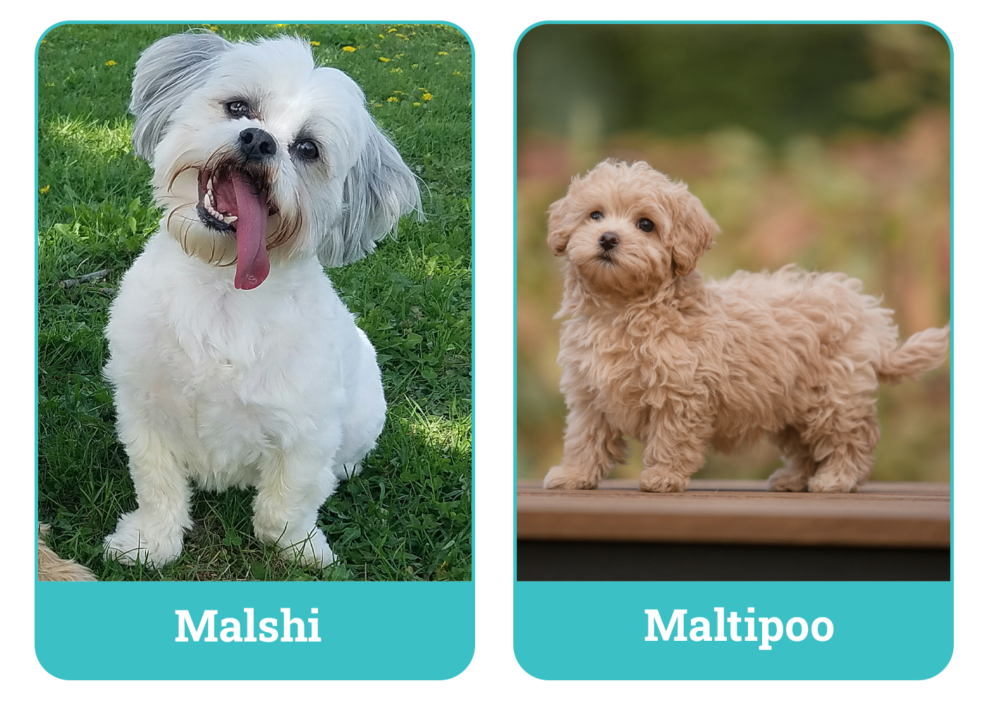 Malshi vs Maltipoo