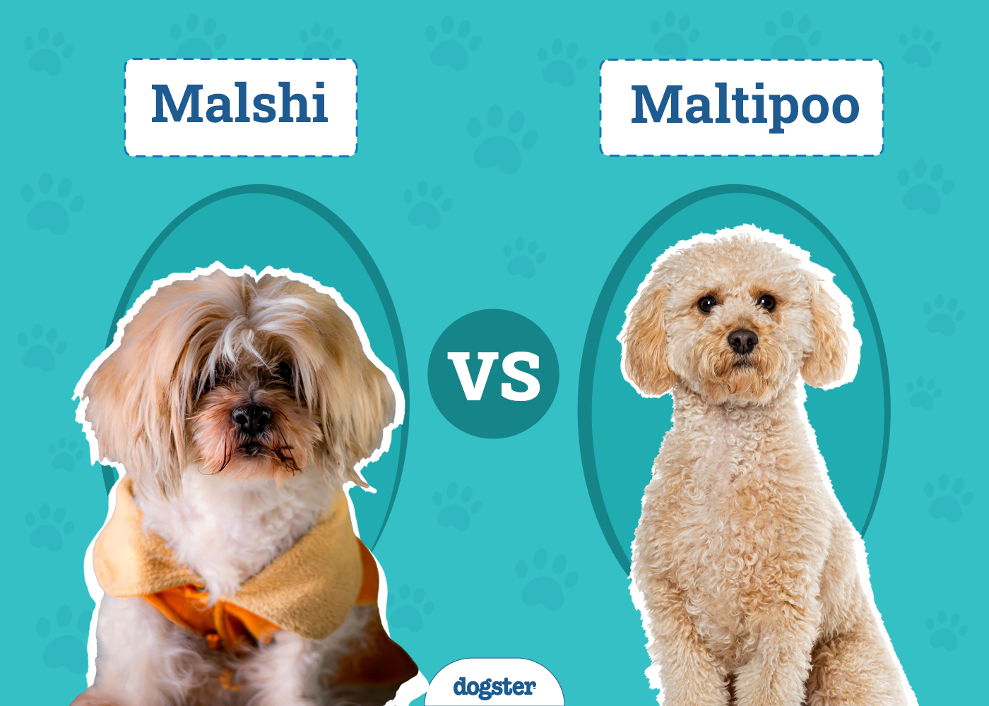 Malshi vs Maltipoo
