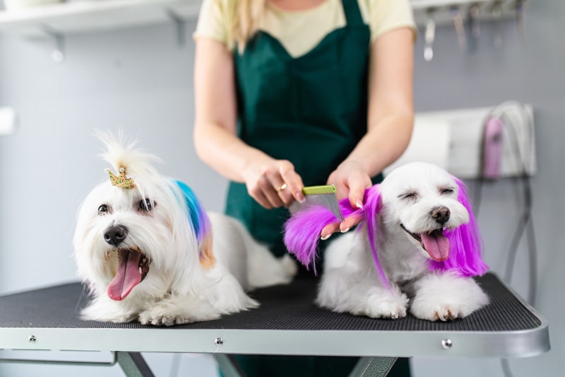 Maltese dogs at grooming salon. Groomer dyeing dog's hair using pet hair dye
