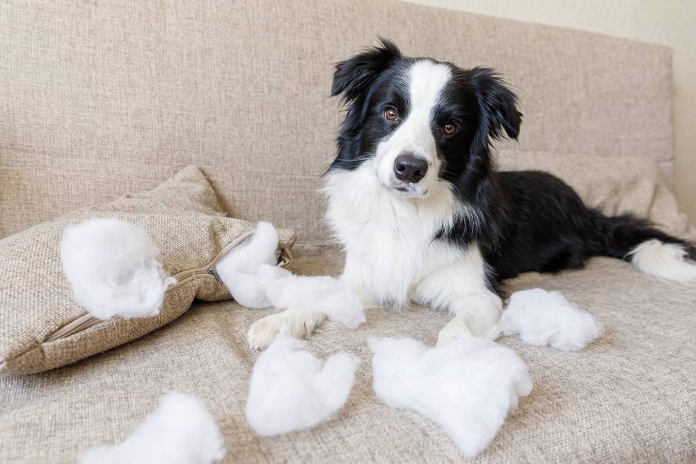 Mischievous Border Collie biting throw pillow