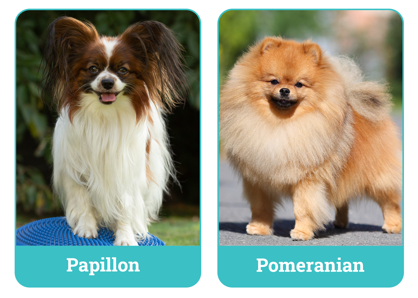 Papillon vs Pomeranian