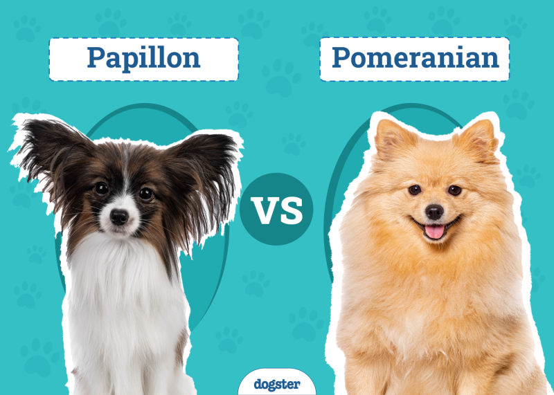 Papillon vs Pomeranian