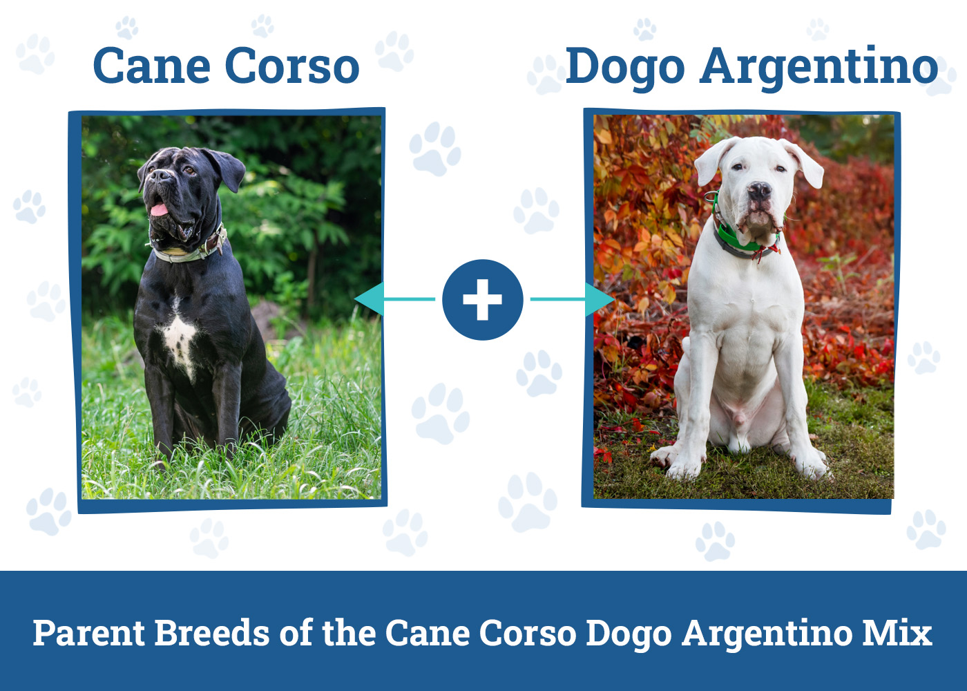Parent Breeds of the Cane Corso Dogo Argentino Mix