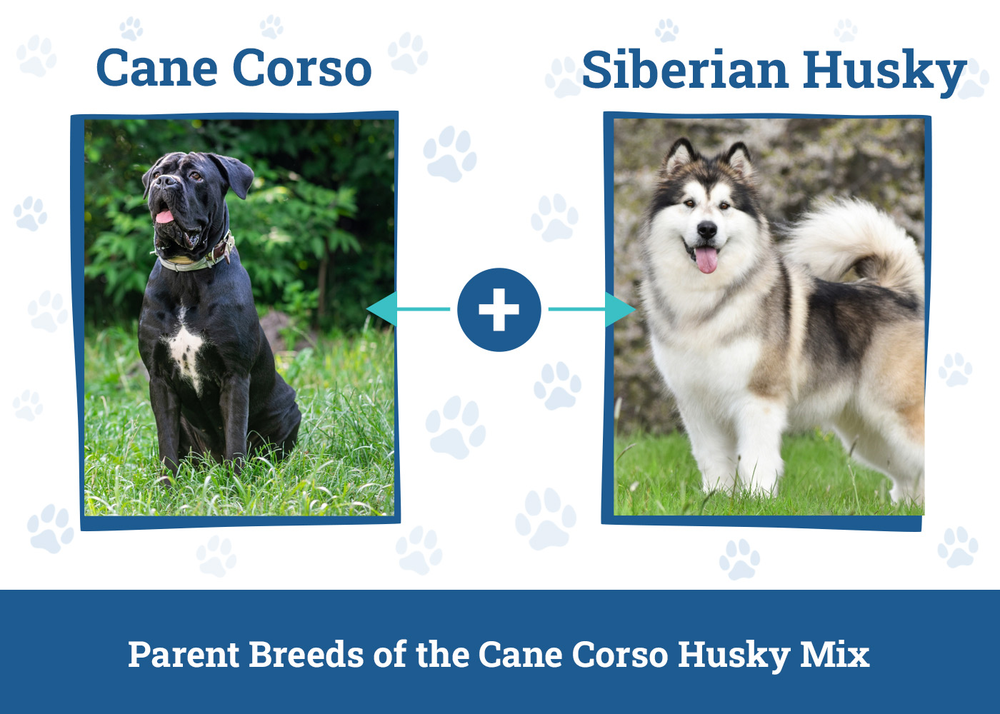 Parent Breeds of the Cane Corso Husky Mix