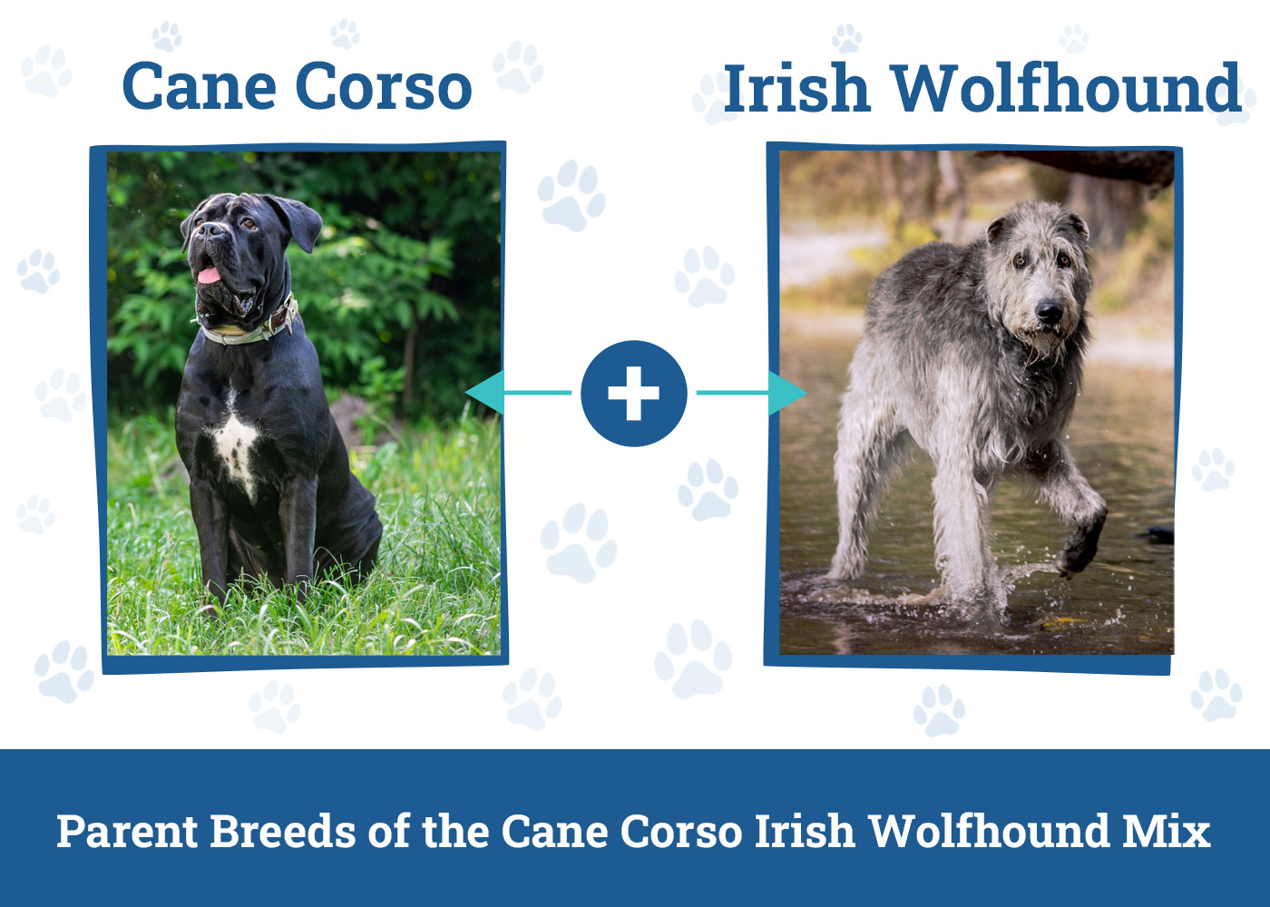 Parent Breeds of the Cane Corso Irish Wolfhound Mix