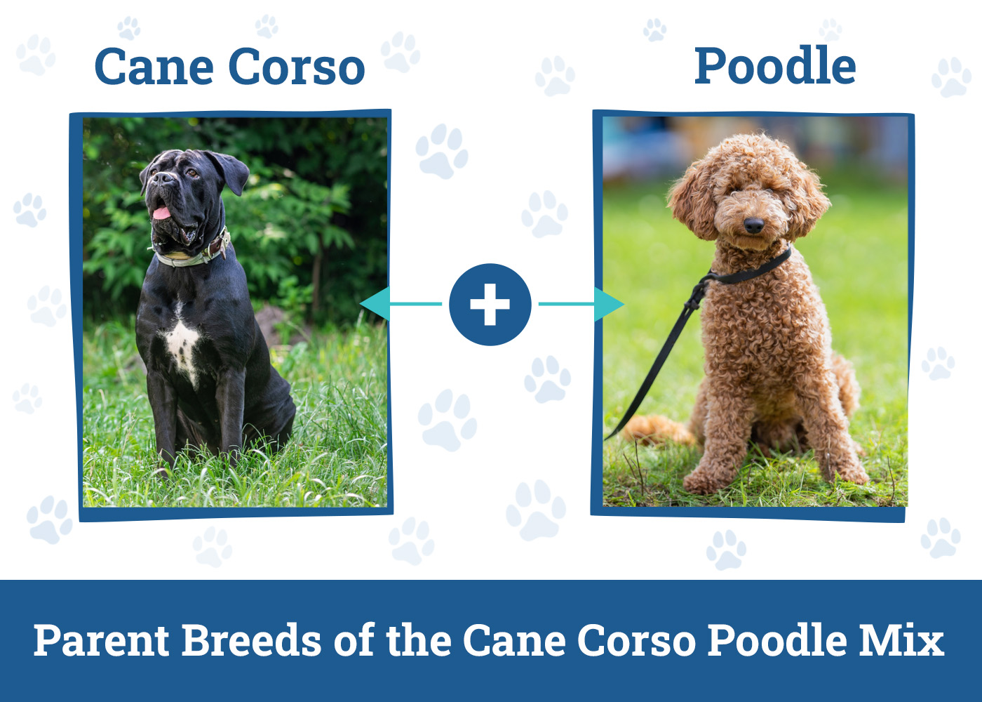 Parent Breeds of the Cane Corso Poodle Mix