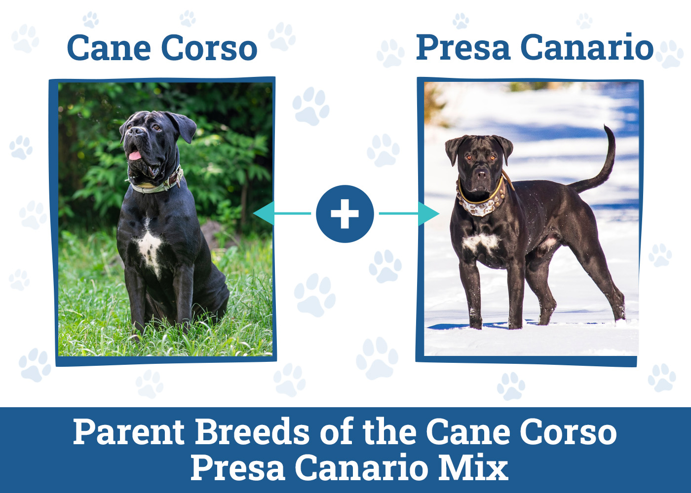 Parent Breeds of the Cane Corso Presa Canario