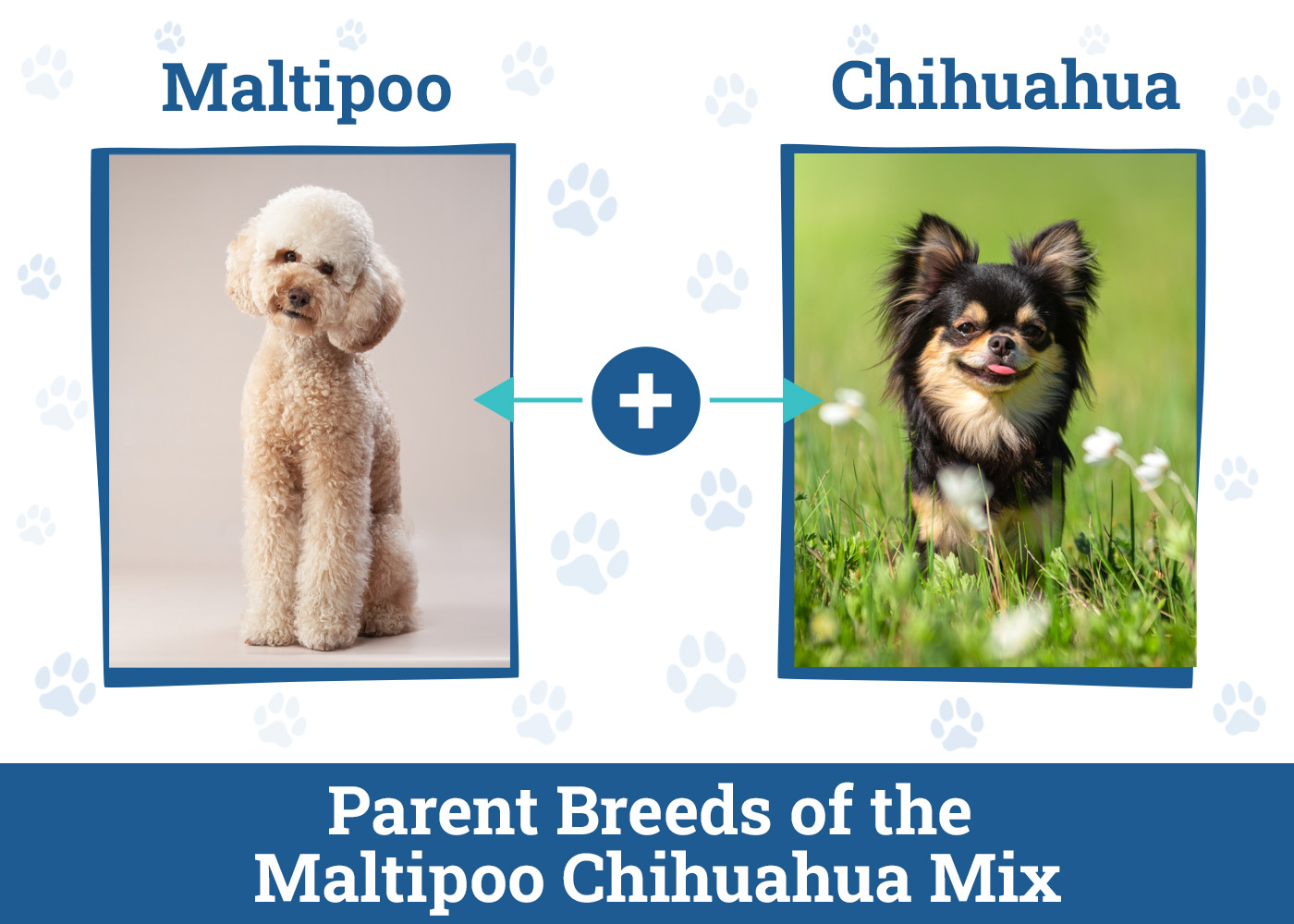 Parent Breeds of the Maltipoo Chihuahua Mix