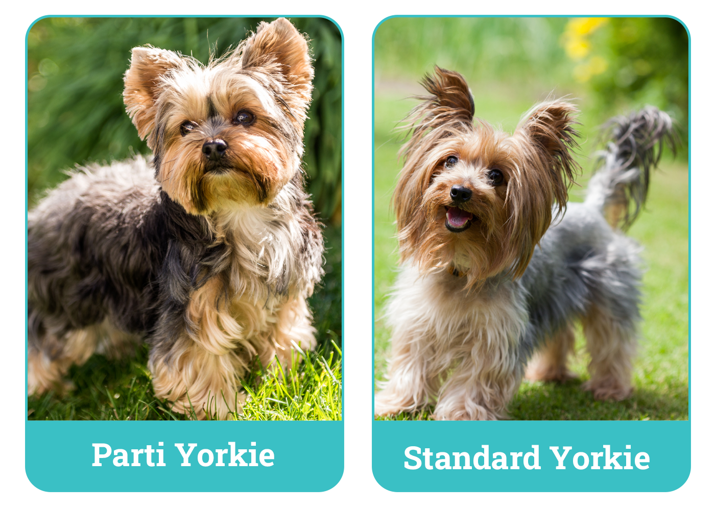 Parti Yorkie vs. Standard Yorkie