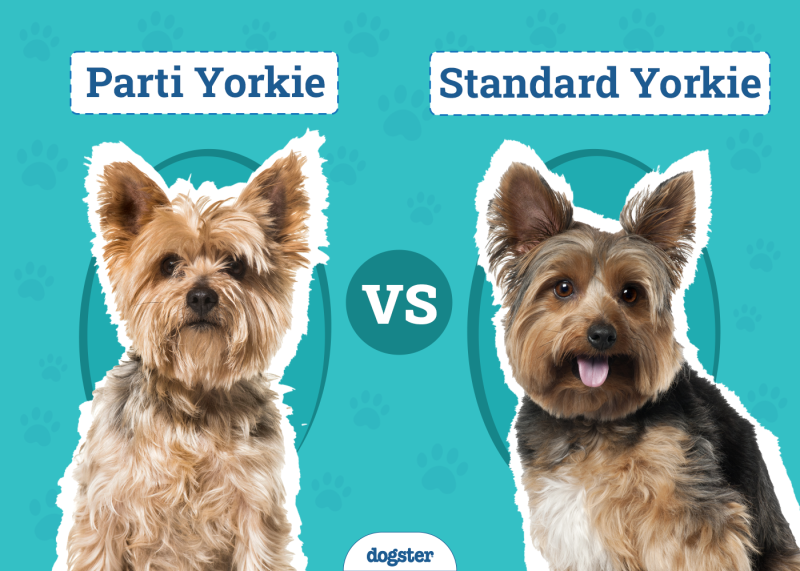 Parti Yorkie vs. Standard Yorkie