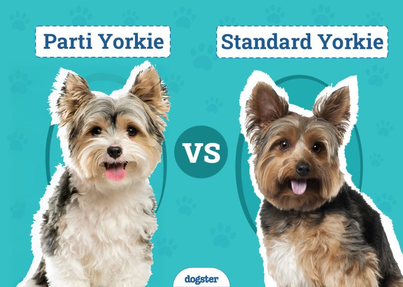 Parti-Yorkie-vs.-Standard-Yorkie featured image